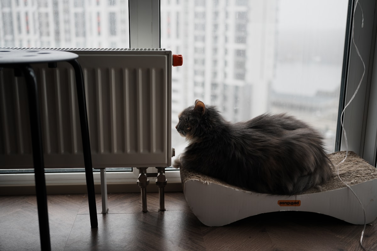 It's cold right now related to The Ultimate Guide to Choosing the Perfect Modern Cat Bed