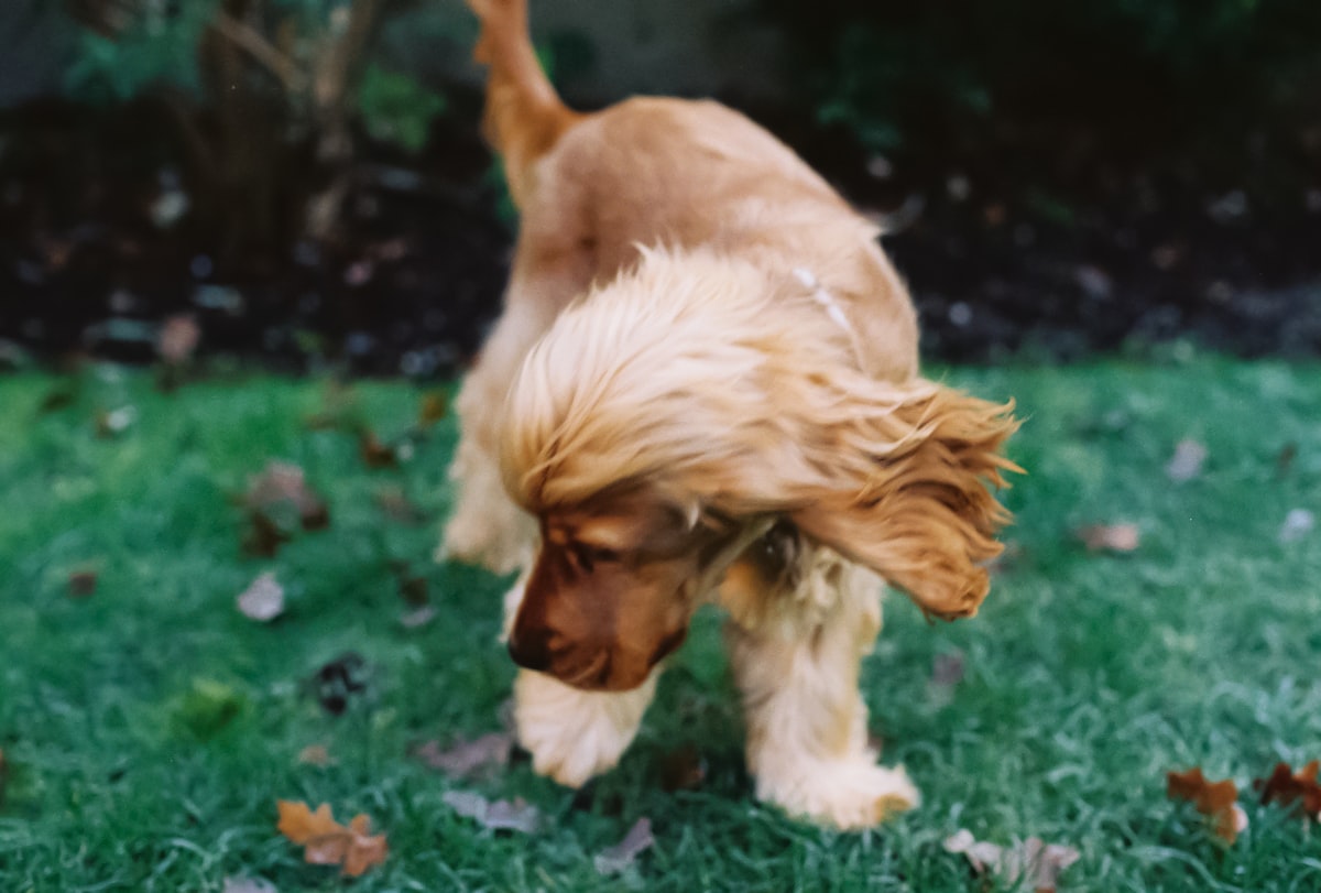 Kodacolor 200 related to The Benefits of Organic Dog Beds for Your Furry Friend