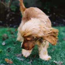 Kodacolor 200 related to The Benefits of Organic Dog Beds for Your Furry Friend