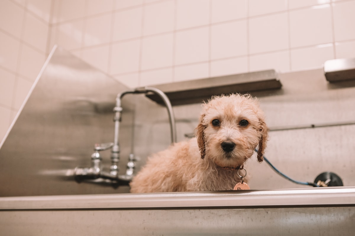 kristinbrownphotography.net - new dog, dog, puppy, doodle, golden doodle, golden retriever, poodle, bath related to Top Picks for Bed Bath and Beyond Dog Beds: Comfort for Your Furry Friend