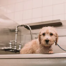 kristinbrownphotography.net - new dog, dog, puppy, doodle, golden doodle, golden retriever, poodle, bath related to Top Picks for Bed Bath and Beyond Dog Beds: Comfort for Your Furry Friend