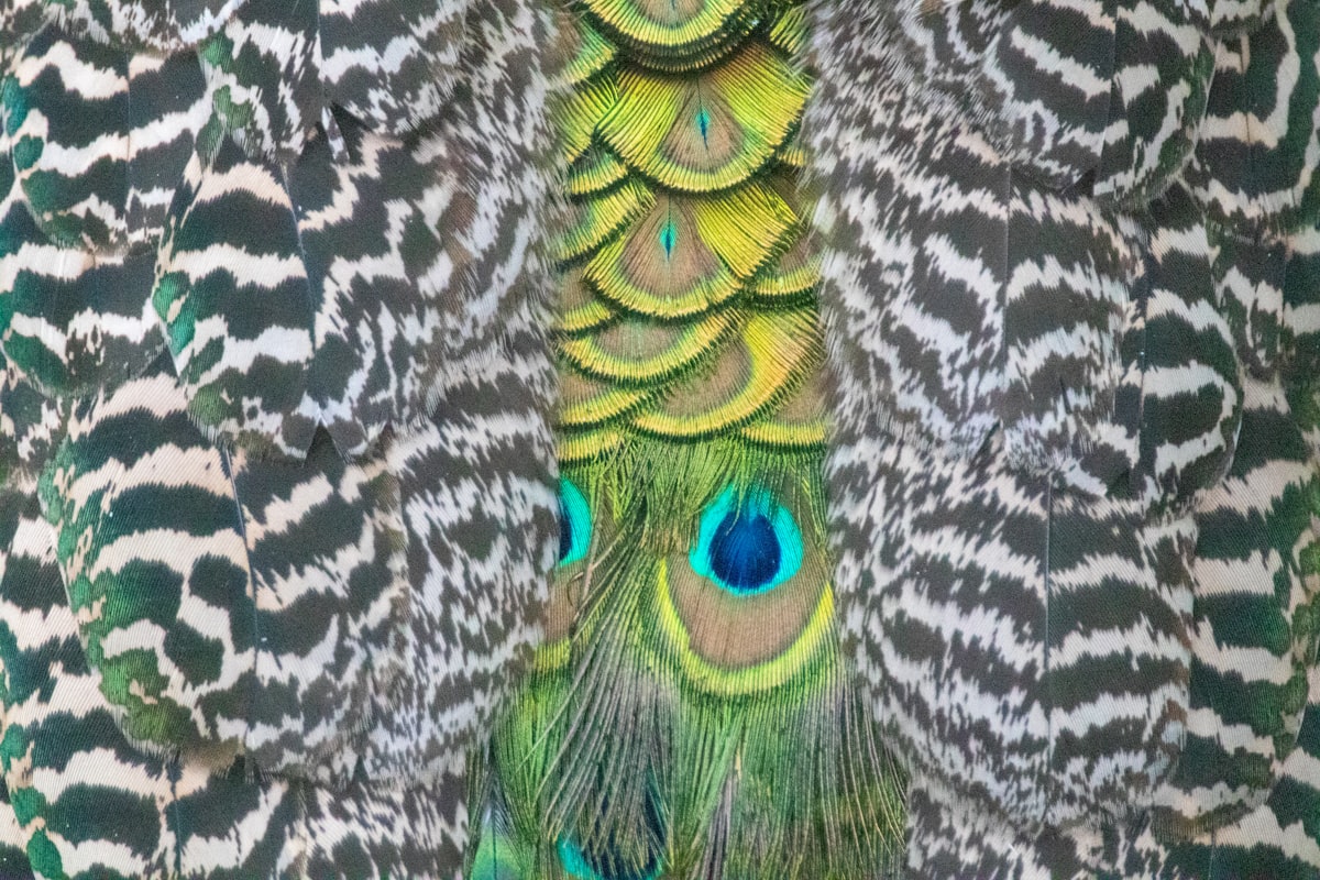 クジャクの背中 related to Transform Your Bedroom with Feather Print Bedding