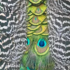 クジャクの背中 related to Transform Your Bedroom with Feather Print Bedding