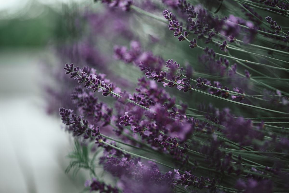 Lavendel related to Lavender Window Valance