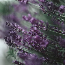Lavendel related to Lavender Window Valance