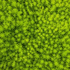 Lemon Coral Sedum by Proven Winners. related to Lime Green Coverlet