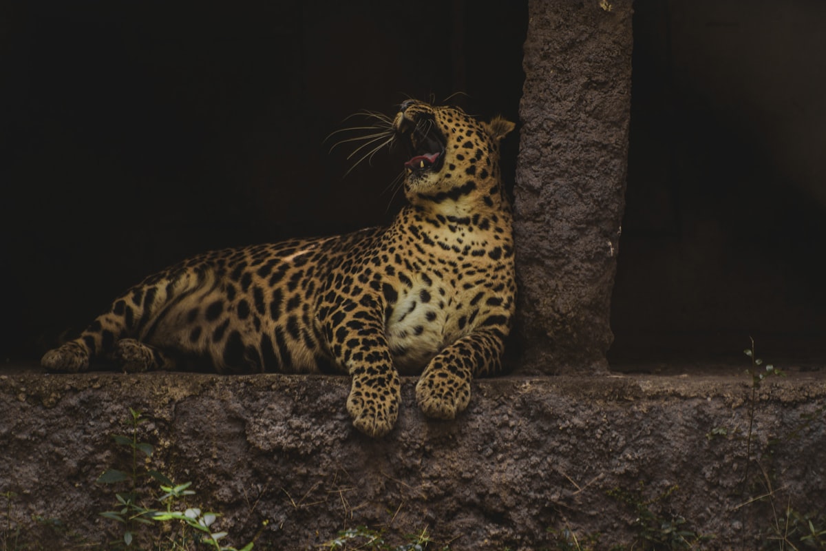 leopard lying on brown rock related to Elevate Your Space with Leopard Print Valances