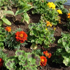 Life grows where we nurture it. related to Unlocking the Potential of Raised Flower Bed Kits