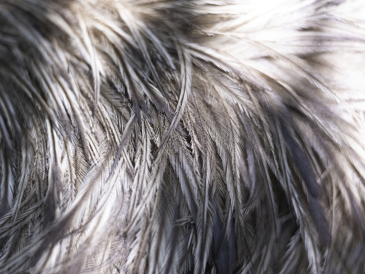 Macro image of emu feather texture. related to Slumber in Style: The Ultimate Guide to Feather Bedding Sets