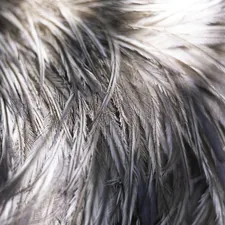 Macro image of emu feather texture. related to Slumber in Style: The Ultimate Guide to Feather Bedding Sets