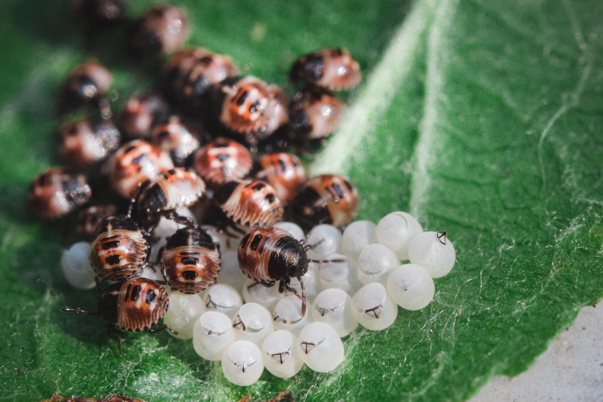 Macro related to Understanding the Bed Bug Life Cycle