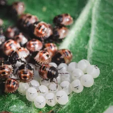 Macro related to Understanding the Bed Bug Life Cycle