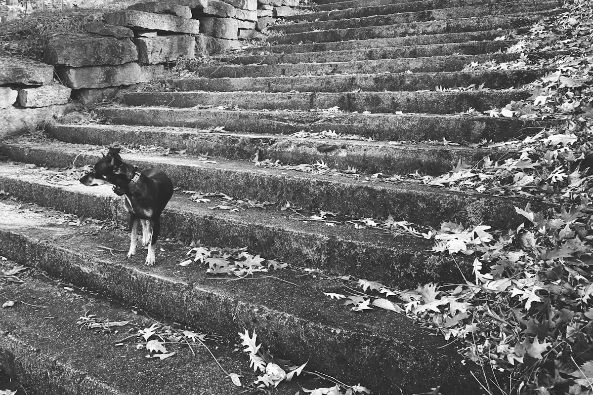 Mini Pincher related to Pawsitively Accessible: Dog Steps for High Beds