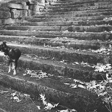 Mini Pincher related to Pawsitively Accessible: Dog Steps for High Beds