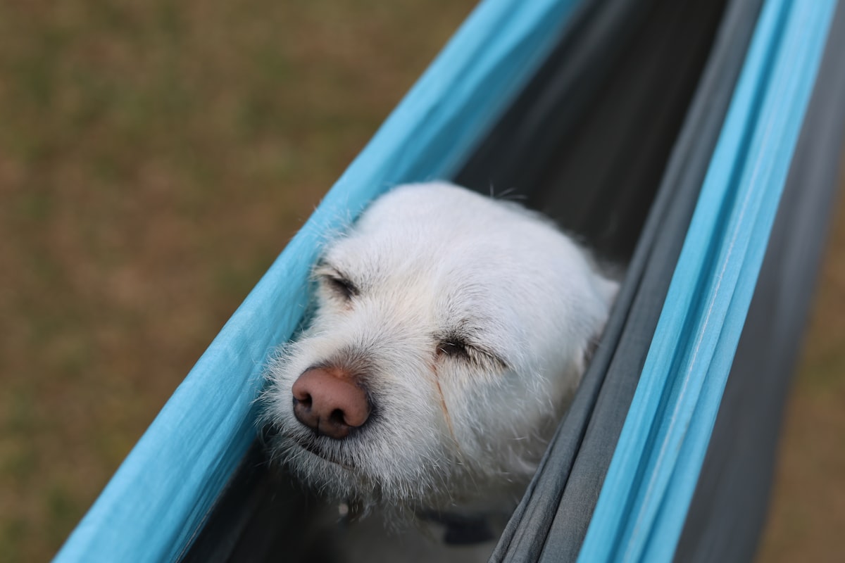 My dog sleeping on my hammock.  related to Finding the Perfect Dog Cot Bed: A Comprehensive Buyer's Guide