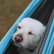 My dog sleeping on my hammock.  related to Finding the Perfect Dog Cot Bed: A Comprehensive Buyer's Guide