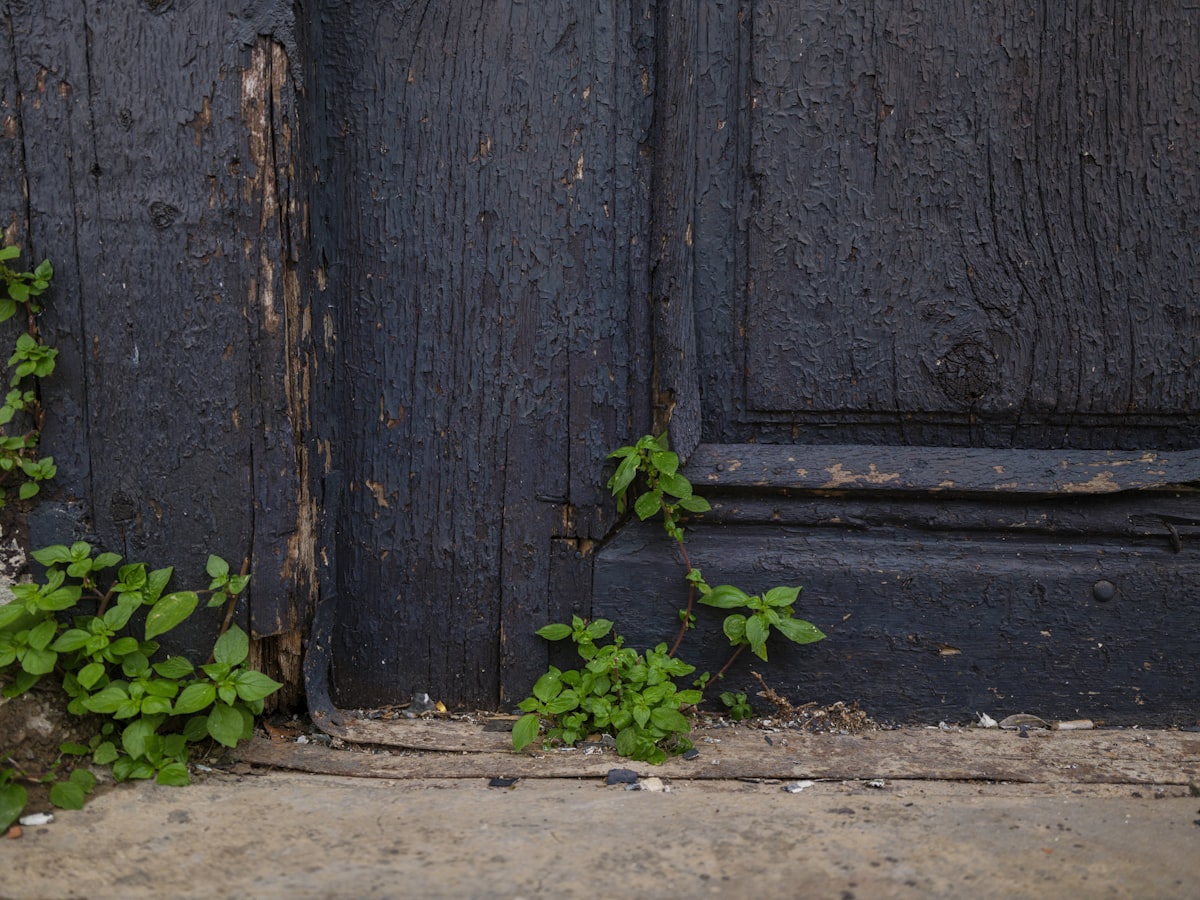 Nature reclaiming old door with fresh plants related to Transforming Your Entryway with a Distressed Bench: A Statement Piece Like No Other