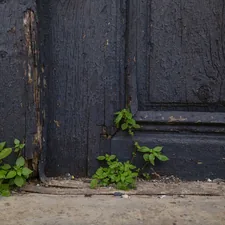 Nature reclaiming old door with fresh plants related to Transforming Your Entryway with a Distressed Bench: A Statement Piece Like No Other