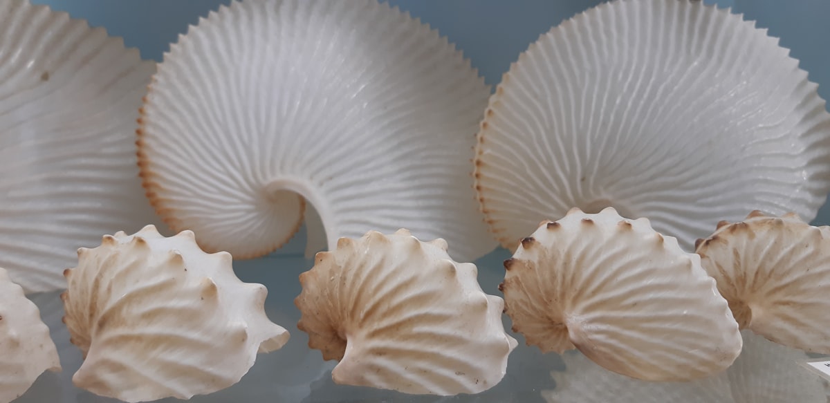 Nautilus shells related to Seashell Curtains and Valances: Adding a Beachy Touch to Your Home