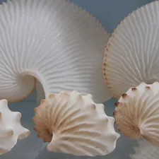 Nautilus shells related to Seashell Curtains and Valances: Adding a Beachy Touch to Your Home