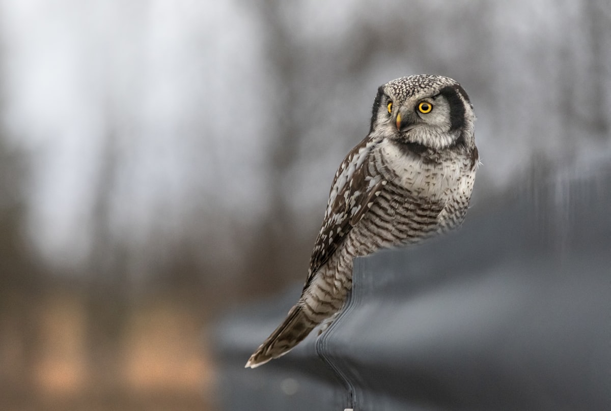 Northern Hawk-owl (Surnia ulula) related to Owl Window Valance Ideas