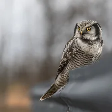 Northern Hawk-owl (Surnia ulula) related to Owl Window Valance Ideas