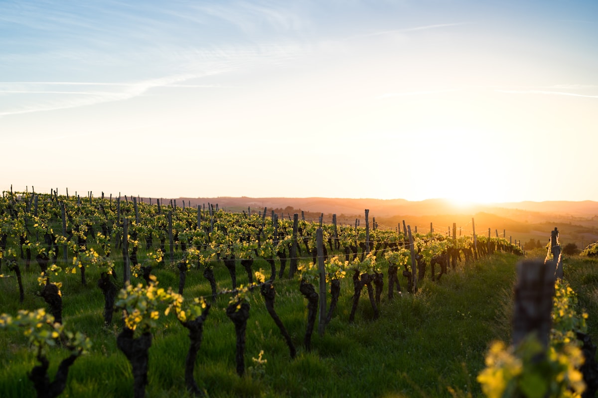 Not only do I like wine, I love vineyards as well. When the light turns gold you just have to get out at take photos like these. related to Discover the Charm of Wine Country Retreats