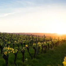 Not only do I like wine, I love vineyards as well. When the light turns gold you just have to get out at take photos like these. related to Discover the Charm of Wine Country Retreats