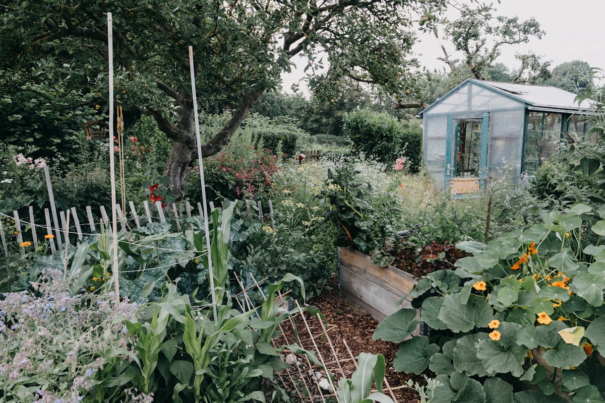 #nutzgarten #gemüse #garten #kleingarten #bauerngarten #selbstversorger #garden #food #healthyeating  related to Building the Perfect Garden Bed: A Comprehensive Guide