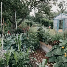#nutzgarten #gemüse #garten #kleingarten #bauerngarten #selbstversorger #garden #food #healthyeating  related to Building the Perfect Garden Bed: A Comprehensive Guide