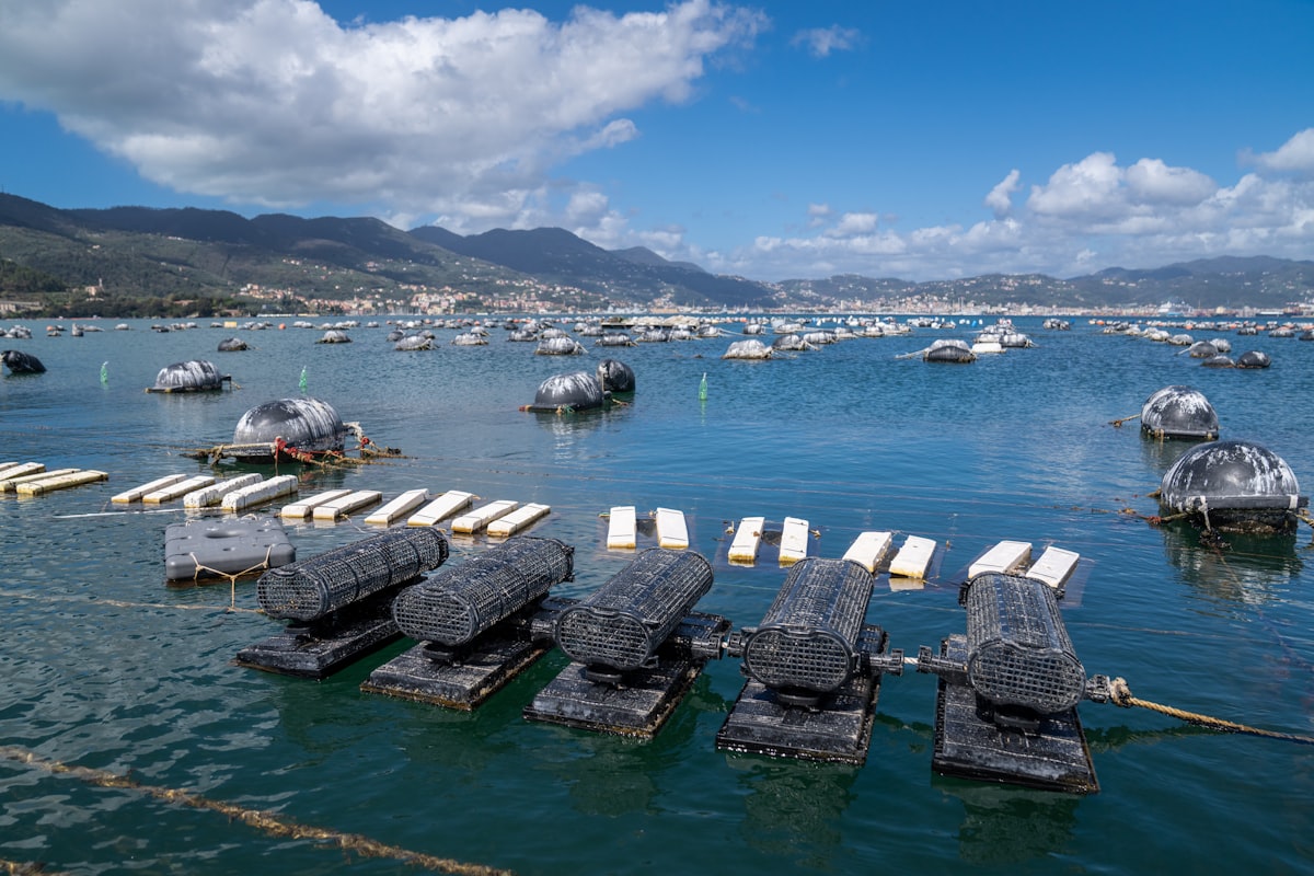 Ostriche e mitili freschi appena raccolti dalle acque italiane di La Spezia in Liguria. Se vuoi, utilizza le nostre foto e rimanda con un backlink al nostro sito www.mitiliemitili.it , seguici anche su instagram e tiktok @mitiliemitili related to Best Water Beds for Sale: Ultimate Guide to Comfort and Quality