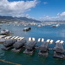 Ostriche e mitili freschi appena raccolti dalle acque italiane di La Spezia in Liguria. Se vuoi, utilizza le nostre foto e rimanda con un backlink al nostro sito www.mitiliemitili.it , seguici anche su instagram e tiktok @mitiliemitili related to Best Water Beds for Sale: Ultimate Guide to Comfort and Quality