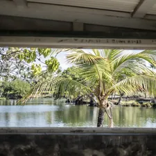 Palm tree through a window. related to Tropical Window Valances