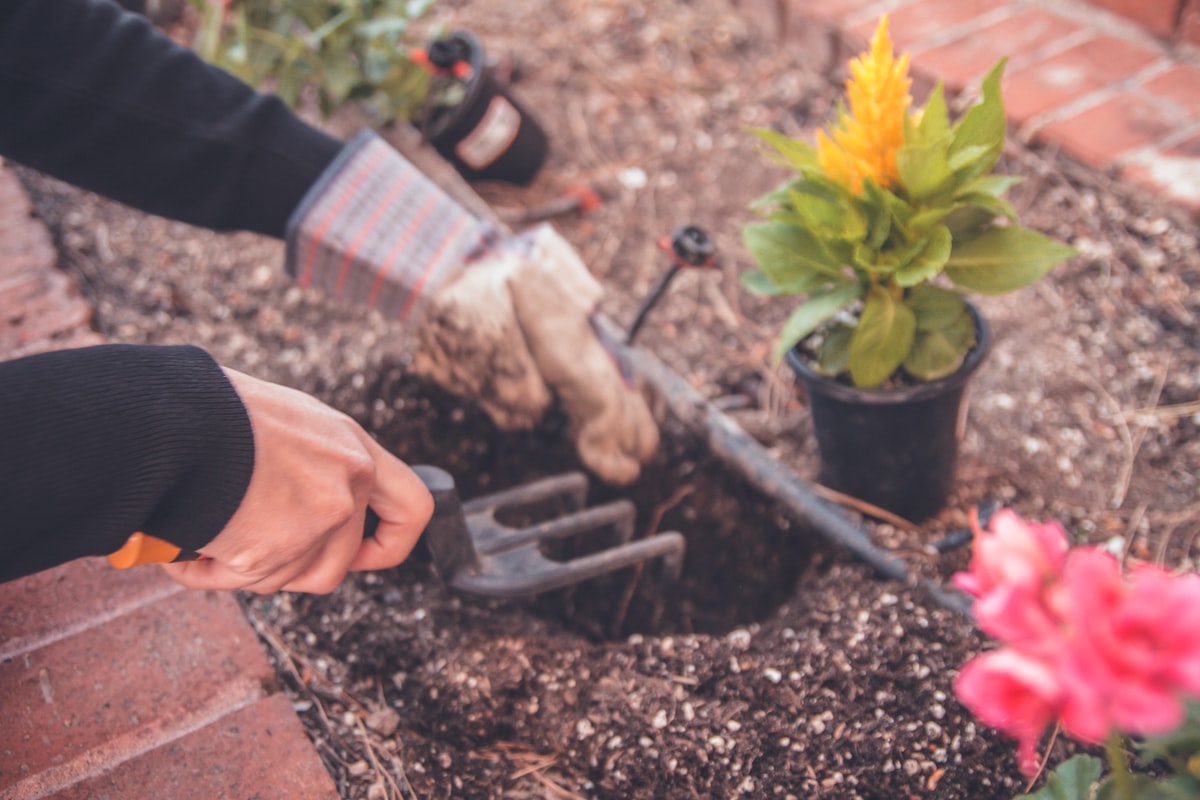person holding gardening tool near yellow plant related to Building and Maintaining Your Garden Bed