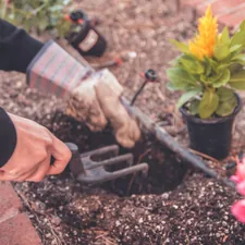 person holding gardening tool near yellow plant related to Building and Maintaining Your Garden Bed