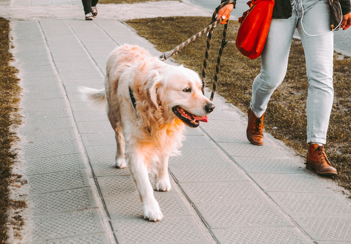 person walking beside Golden retriever on the street related to Unleash Your Dog's Inner Den Animal with the Ultimate Dog Cave Bed