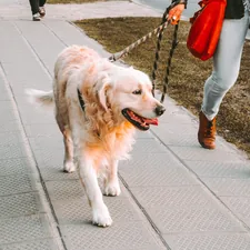 person walking beside Golden retriever on the street related to Unleash Your Dog's Inner Den Animal with the Ultimate Dog Cave Bed