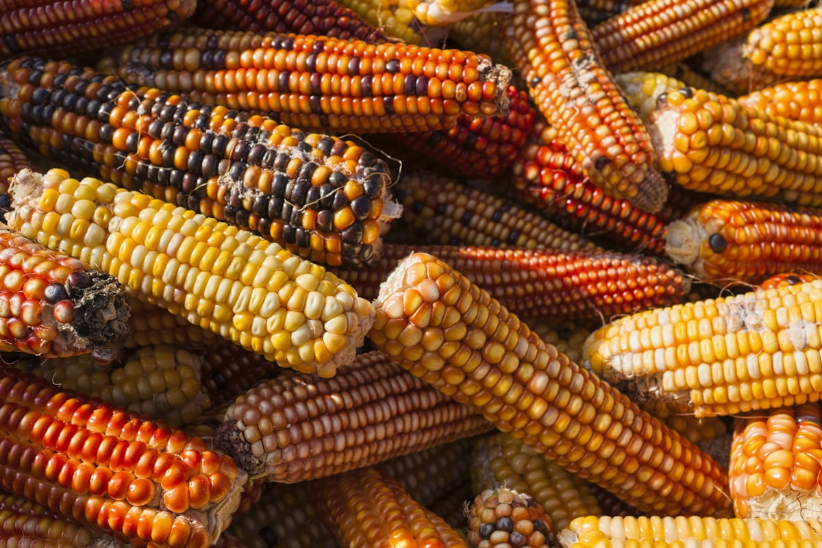 pile of natural corn with various colours related to Sweet Dreams Made of Corn: The Natural Comfort of Corn Cob Bedding