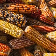 pile of natural corn with various colours related to Sweet Dreams Made of Corn: The Natural Comfort of Corn Cob Bedding