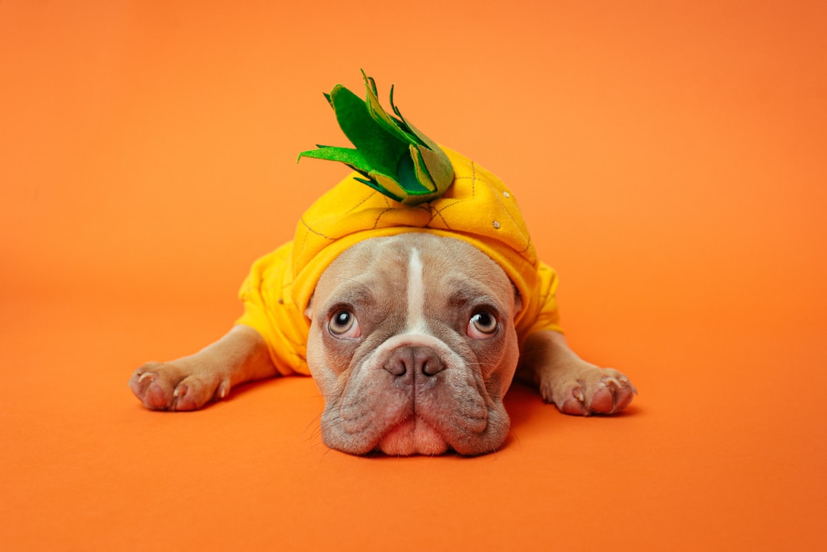 Pineapple head
 related to The Pineapple Dog Bed Craze: From Tropical Trend to Furry Paradise