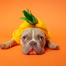Pineapple head
 related to The Pineapple Dog Bed Craze: From Tropical Trend to Furry Paradise