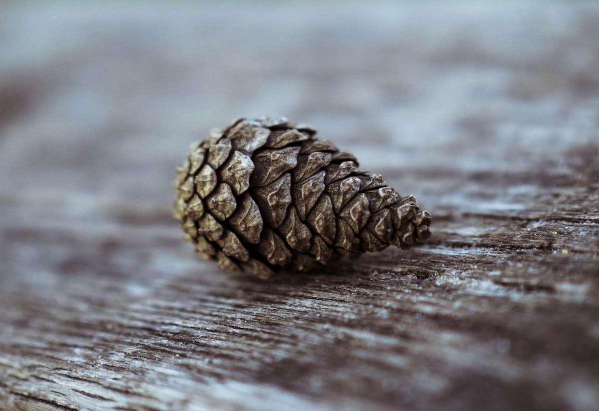 pinecone on top of brown surface related to Pine Cone Valances: Rustic Charm for Your Windows