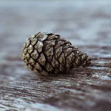 pinecone on top of brown surface related to Pine Cone Valances: Rustic Charm for Your Windows