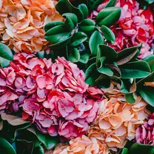 pink and orange hydrangeas in bloom close up photography related to Blooming Beauty: Floral Quilts and Coverlets