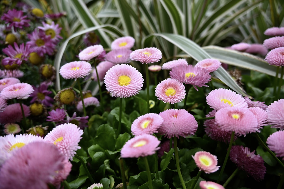 Pink and purple daisies in a garden related to Illuminate Your Garden: The Magic of Flower Bed Lights