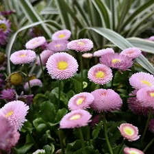 Pink and purple daisies in a garden related to Illuminate Your Garden: The Magic of Flower Bed Lights