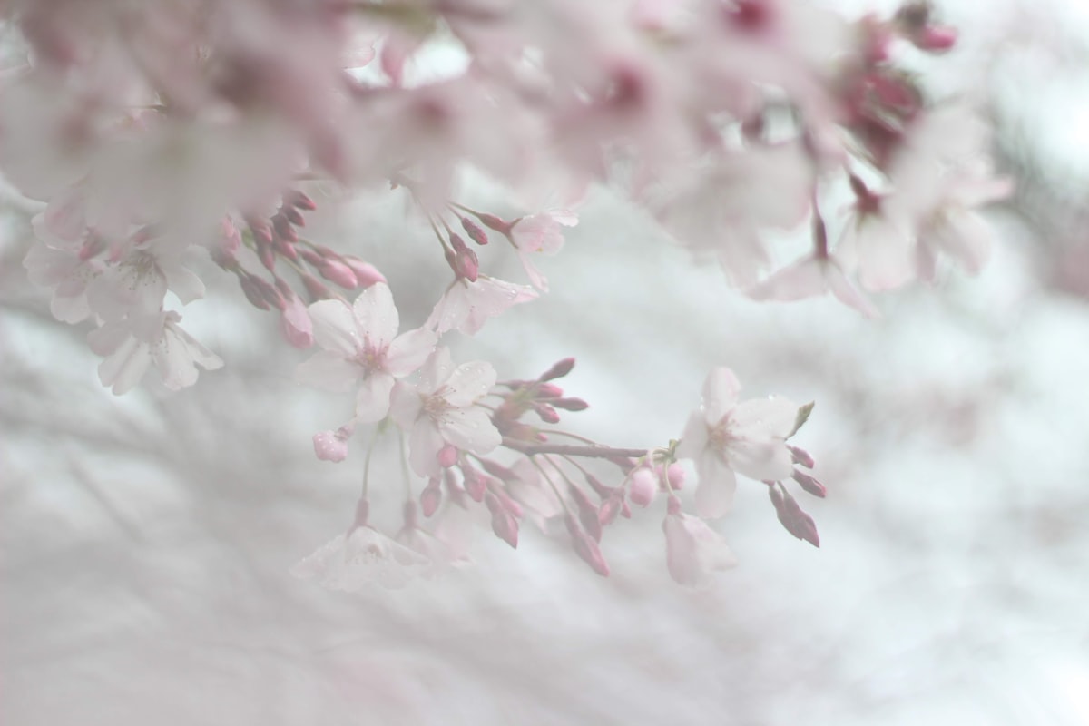 pink and white cherry blossom related to Cherry Blossom Valance: A Delicate Touch for Your Home