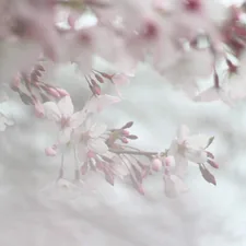 pink and white cherry blossom related to Cherry Blossom Valance: A Delicate Touch for Your Home