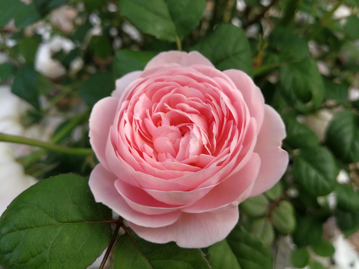 pink petaled flower related to Discover the Charm of Briar Rose Bed and Breakfast