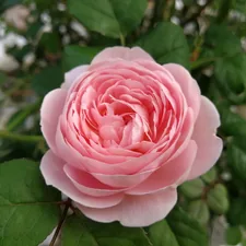 pink petaled flower related to Discover the Charm of Briar Rose Bed and Breakfast
